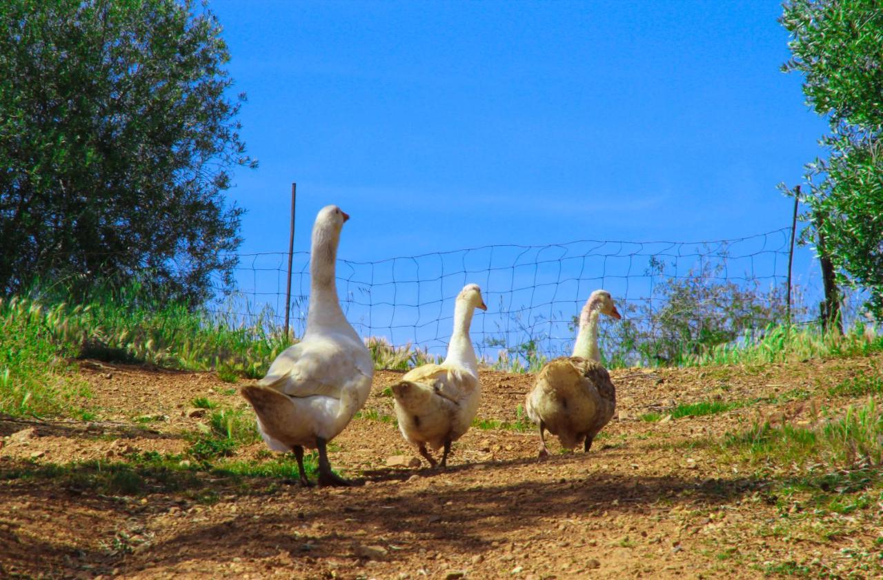 Agriturismomillefiori Villa Manciano Dış mekan fotoğraf